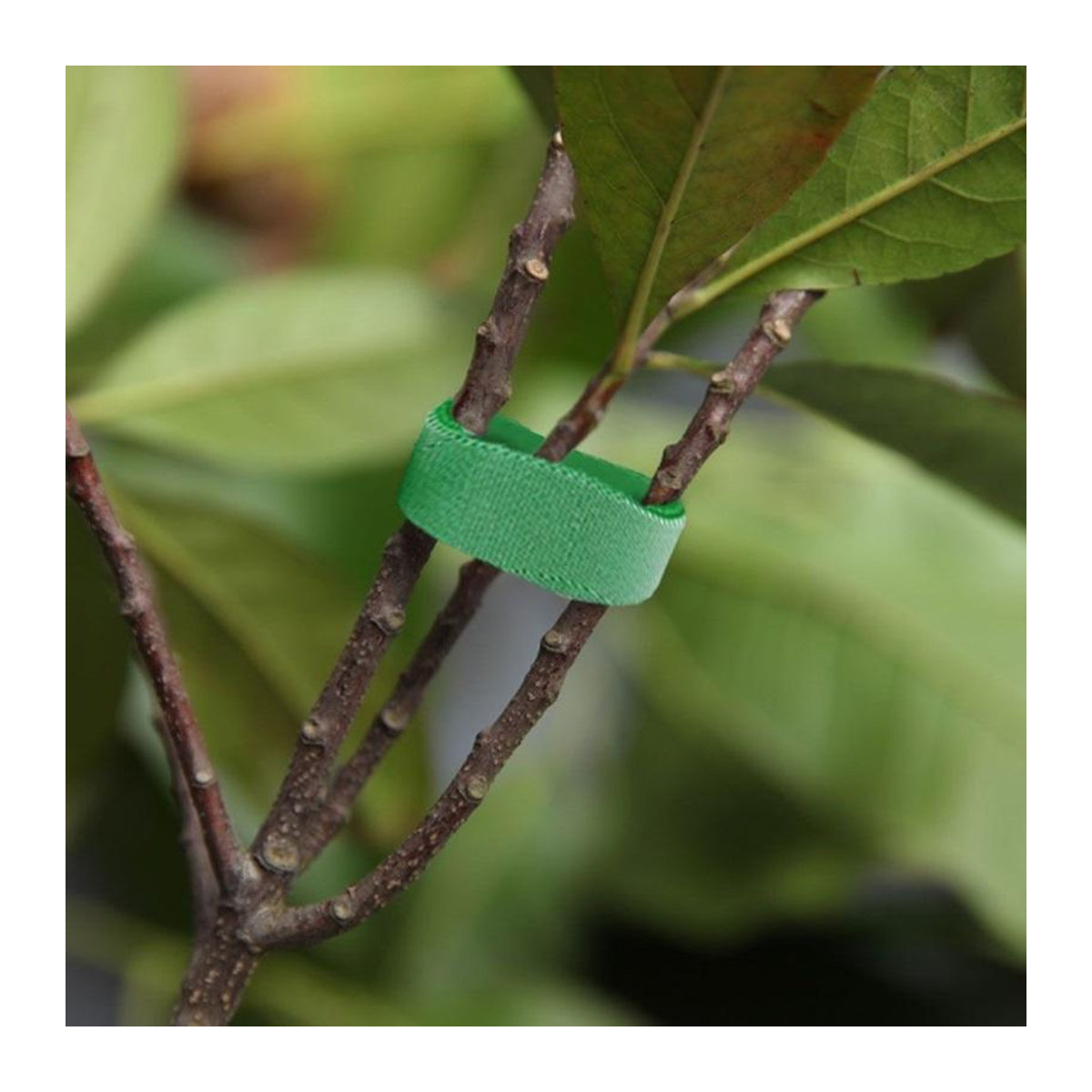 Kletterpflanzen-Bindeklettband von HaiKouLiJinHaiKeJiYouXianGongSi in Grün, 1 Rolle selbstklebende Klettbinder zur Pflanzenfixierung im Garten - Bild 2
