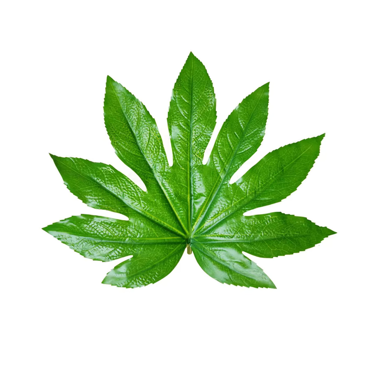 Kmitang Künstliche Fatsia-Blätter in Grün, Tropische Kunststoff-Monstera-Blätter für Dekoration - Bild 4