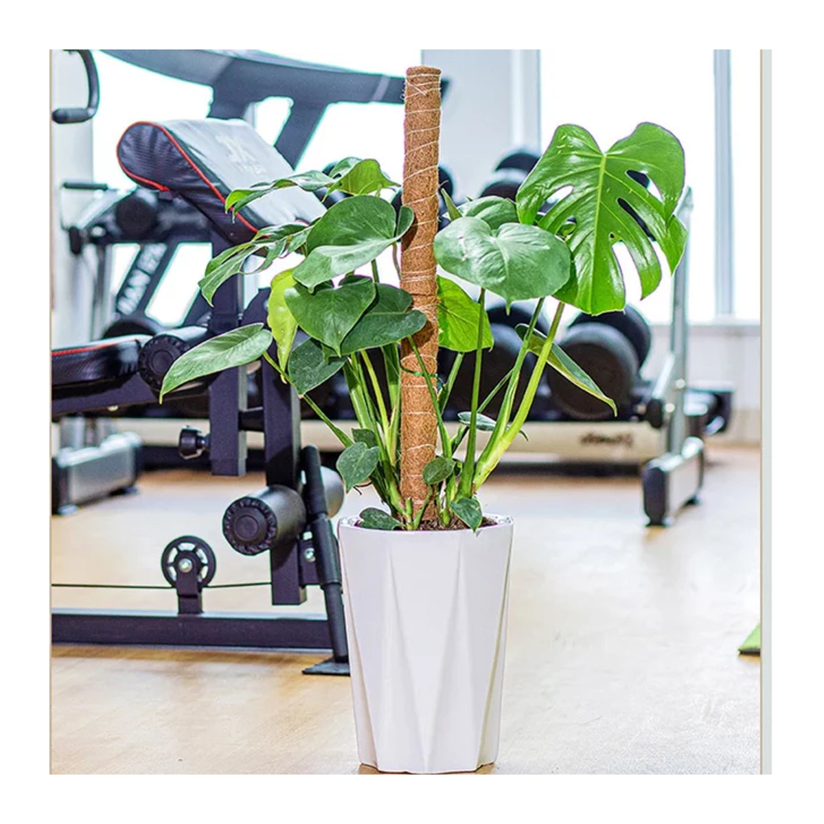 Kokospalmen-Stick aus Bambus mit Schildkrötenrücken-Design als stabiler Stützstab für Pflanzen, Kletterreben und Blumen mit Seidenmoos - Bild 1