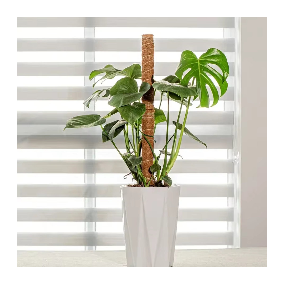 Kokospalmen-Stick aus Bambus mit Schildkrötenrücken-Design als stabiler Stützstab für Pflanzen, Kletterreben und Blumen mit Seidenmoos - Bild 2