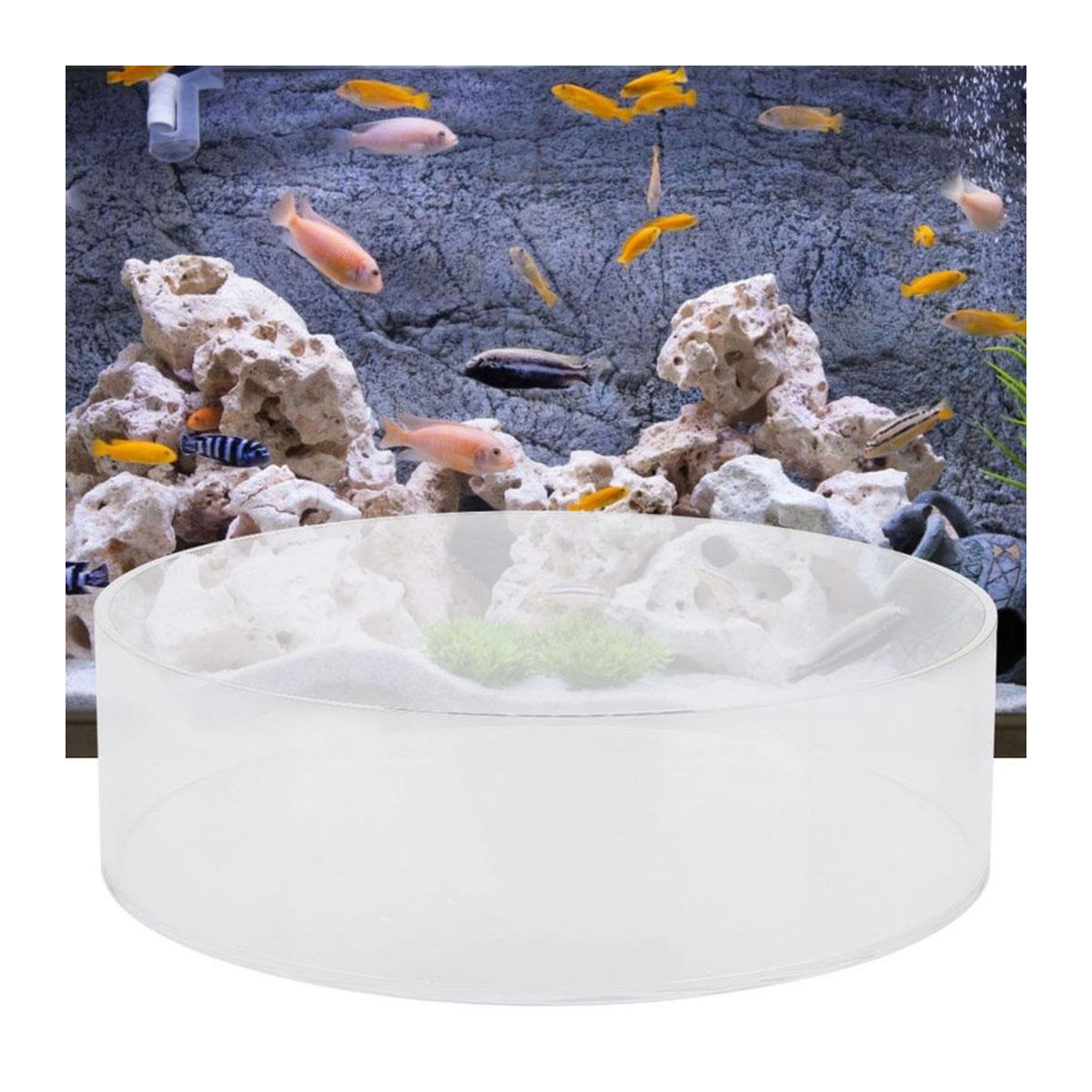 KONNWEI Aquarium Acryl Zylinder-Lupe für Korallenbeobachtung und Fischfotografie, transparent, Durchmesser: 250 mm - Bild 4