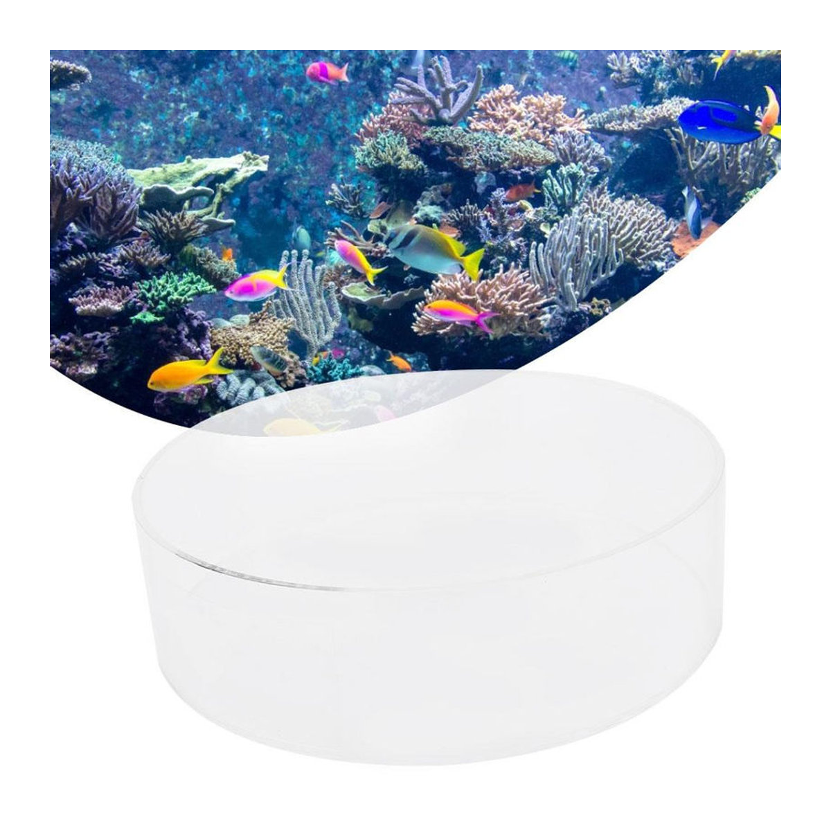 KONNWEI Aquarium Acryl Zylinder-Lupe für Korallenbeobachtung und Fischfotografie, transparent, Durchmesser: 250 mm - Bild 5