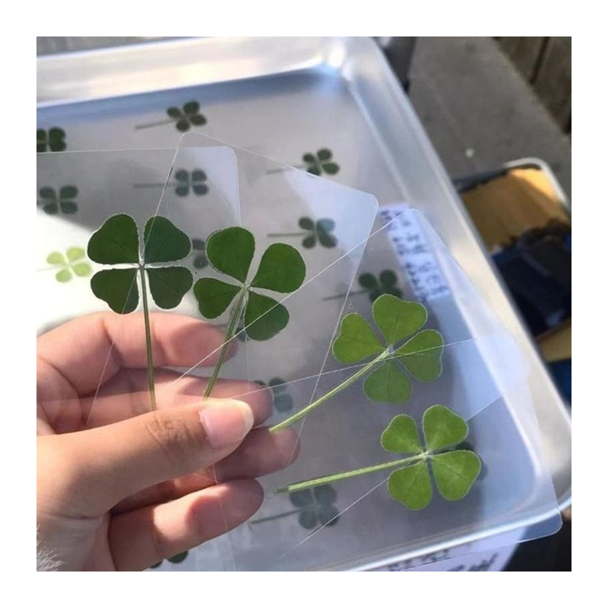 KOQZM Lucky Clover Postkarten aus natürlichem Gras in Grün, transparente Wunschkarten als Lesezeichen und Dekoration - Bild 1