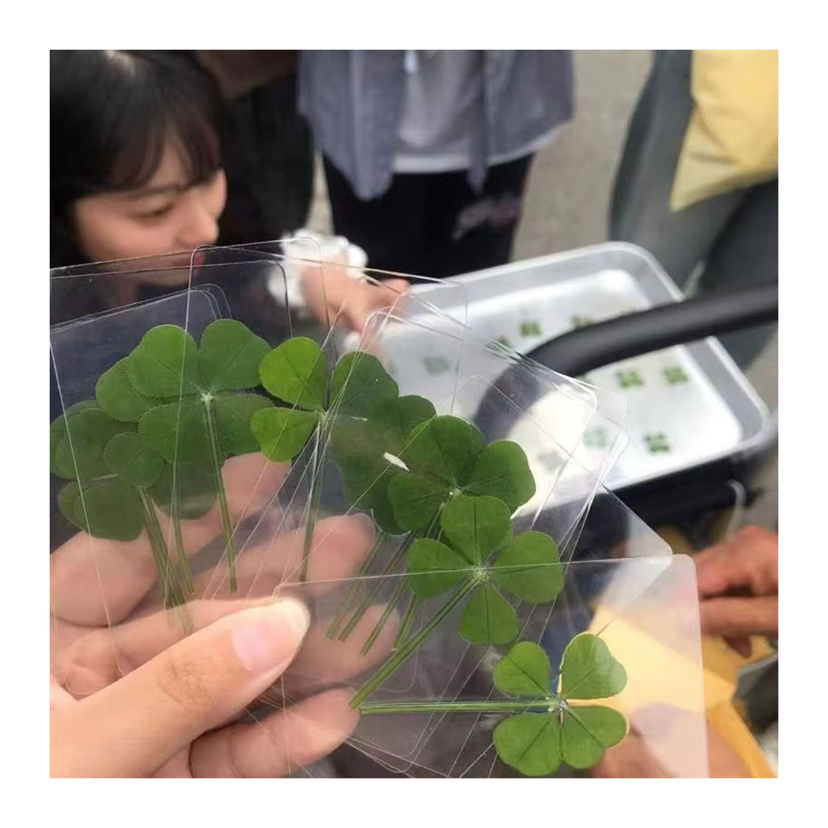 KOQZM Lucky Clover Postkarten aus natürlichem Gras in Grün, transparente Wunschkarten als Lesezeichen und Dekoration - Bild 2