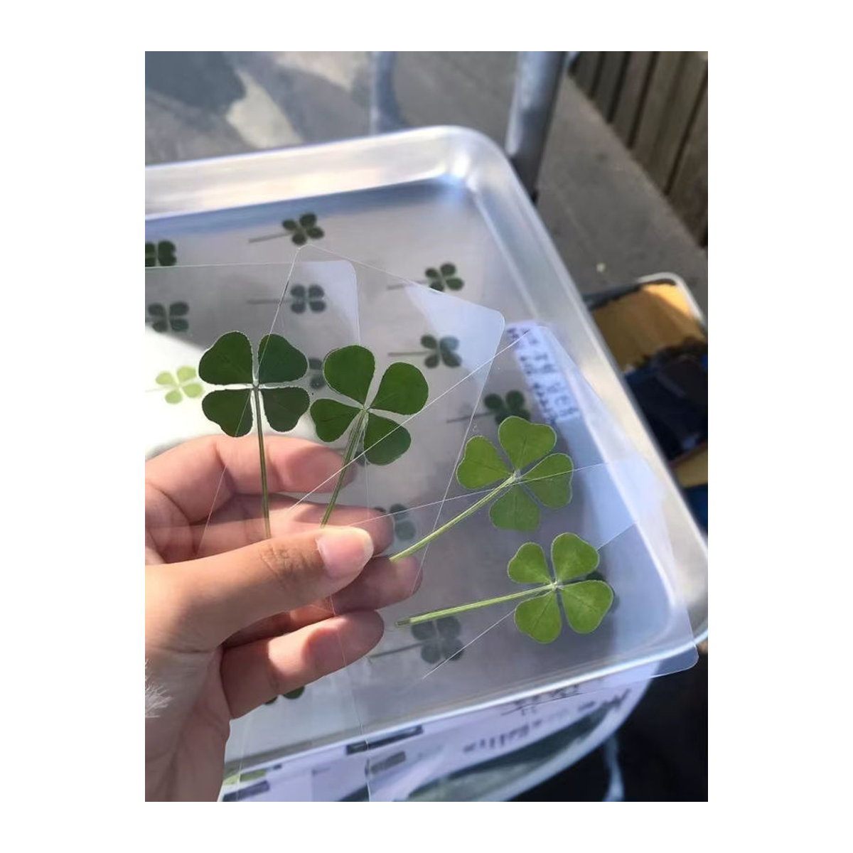KOQZM Lucky Clover Postkarten aus natürlichem Gras in Grün, transparente Wunschkarten als Lesezeichen und Dekoration - Bild 6