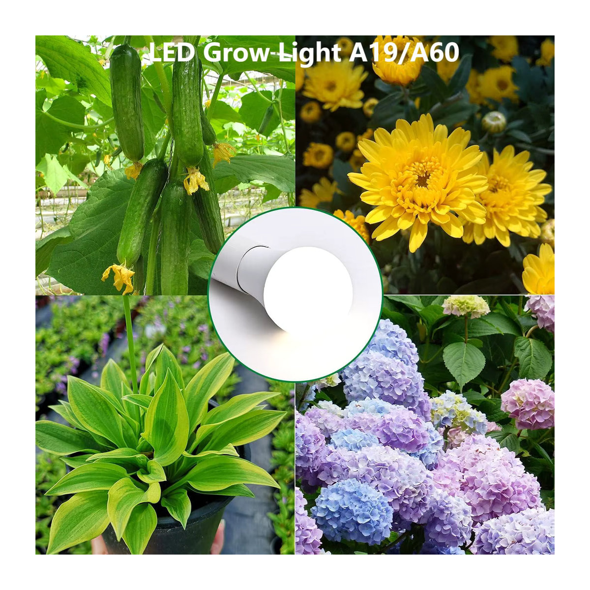 LED Pflanzenlampe mit vollem Spektrum, E27 Sockel, 11 W, A19/A60 Wachstums-Glühbirne (100 W Äquivalent) - Bild 2