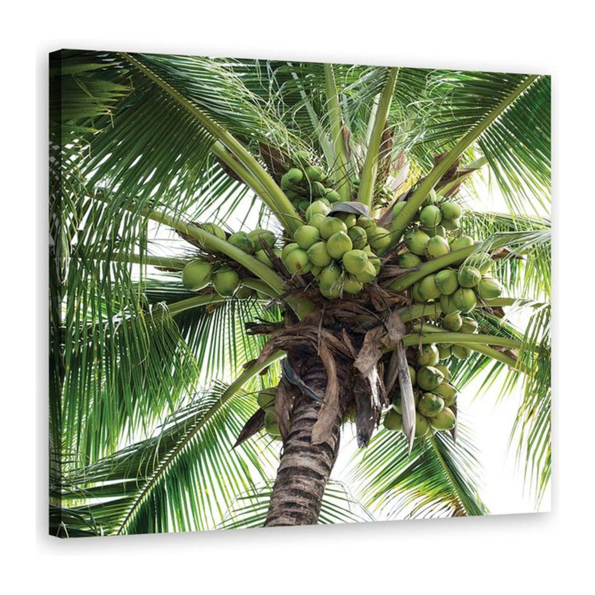 Leinwand Feeby Kokospalm Landschaft Dekoration Grün B/B/H: 30 x 30 x 30 cm - Bild 1