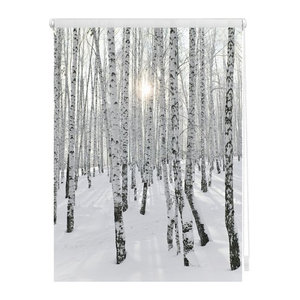 Lichtblick Rollo Klemmfix Birkenwald in Weiß, B: 90 cm, H: 150 cm