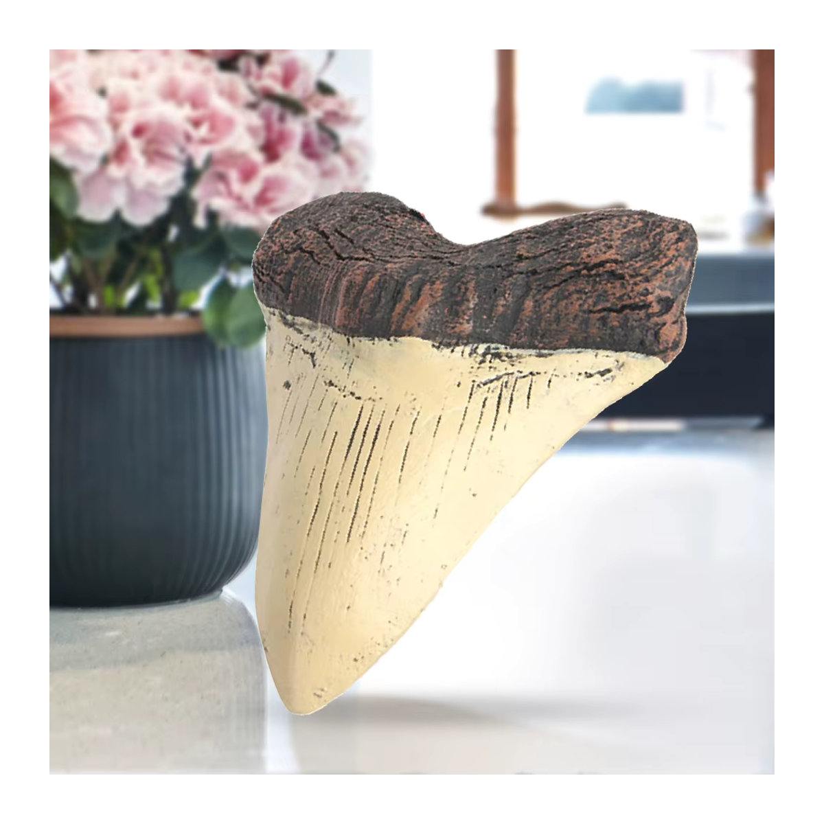 Marine Bology Megalodon Haifischzahn-Replik aus Kunstharz in Beige, Modell für Kinder und Heimdekoration, Höhe: 12,7 cm - Bild 5