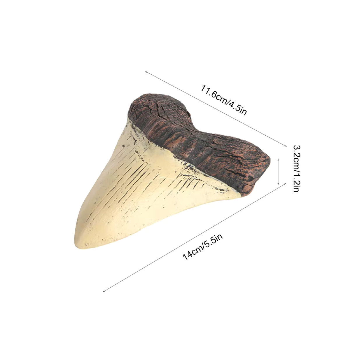 Marine Bology Megalodon Haifischzahn-Replik aus Kunstharz in Beige, Modell für Kinder und Heimdekoration, Höhe: 12,7 cm - Bild 6