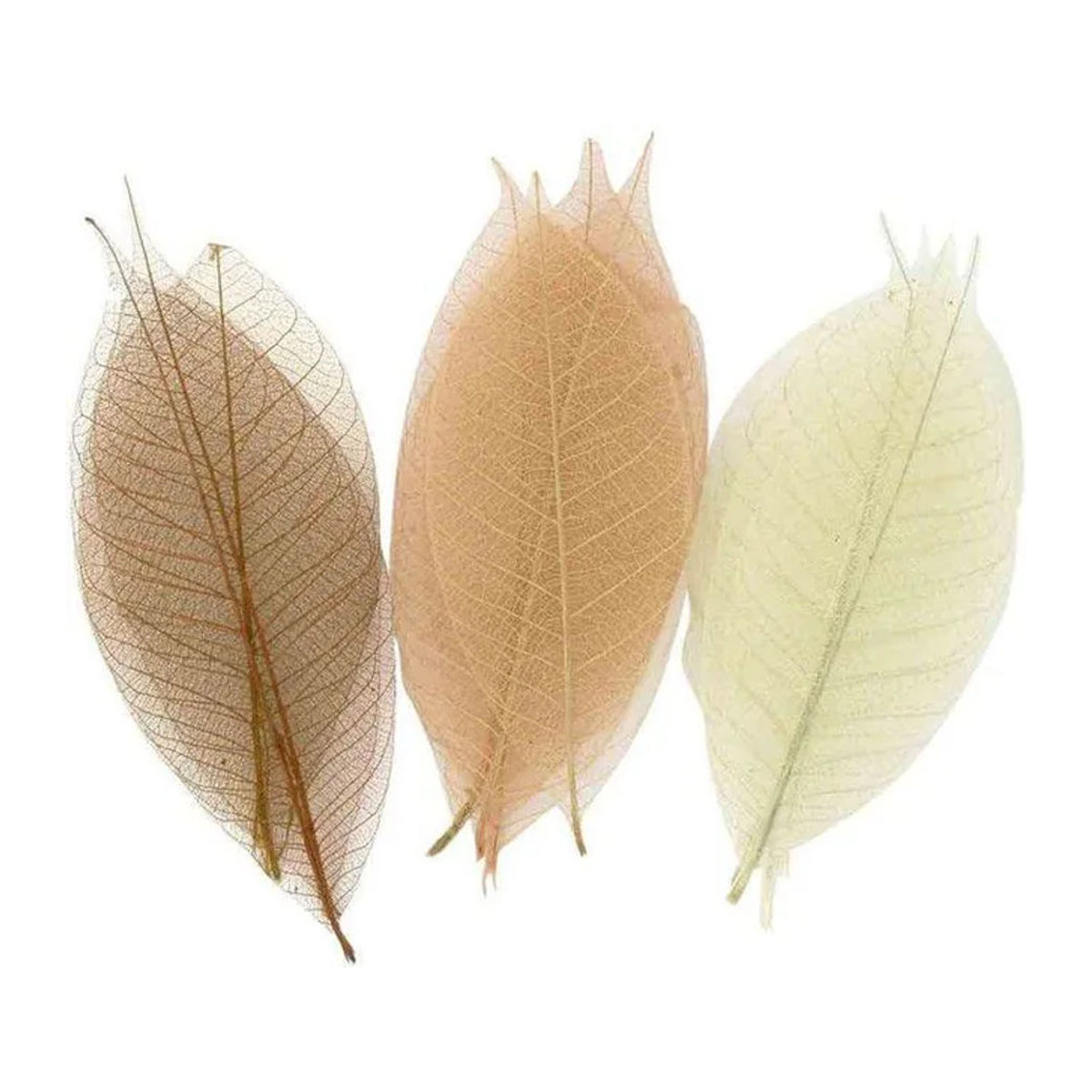 MégaCréa Blattskelette Natur-Sortiment in Braun und Beige, 20 Stück, Größe: 8 cm - Bild 1