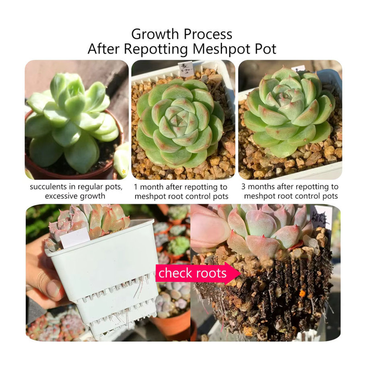 MESHPOT Sukkulententopf aus Kunststoff für Kaktus und Lithops mit Wurzelkontrolle, 10er Set, Schwarz und Weiß - Bild 4