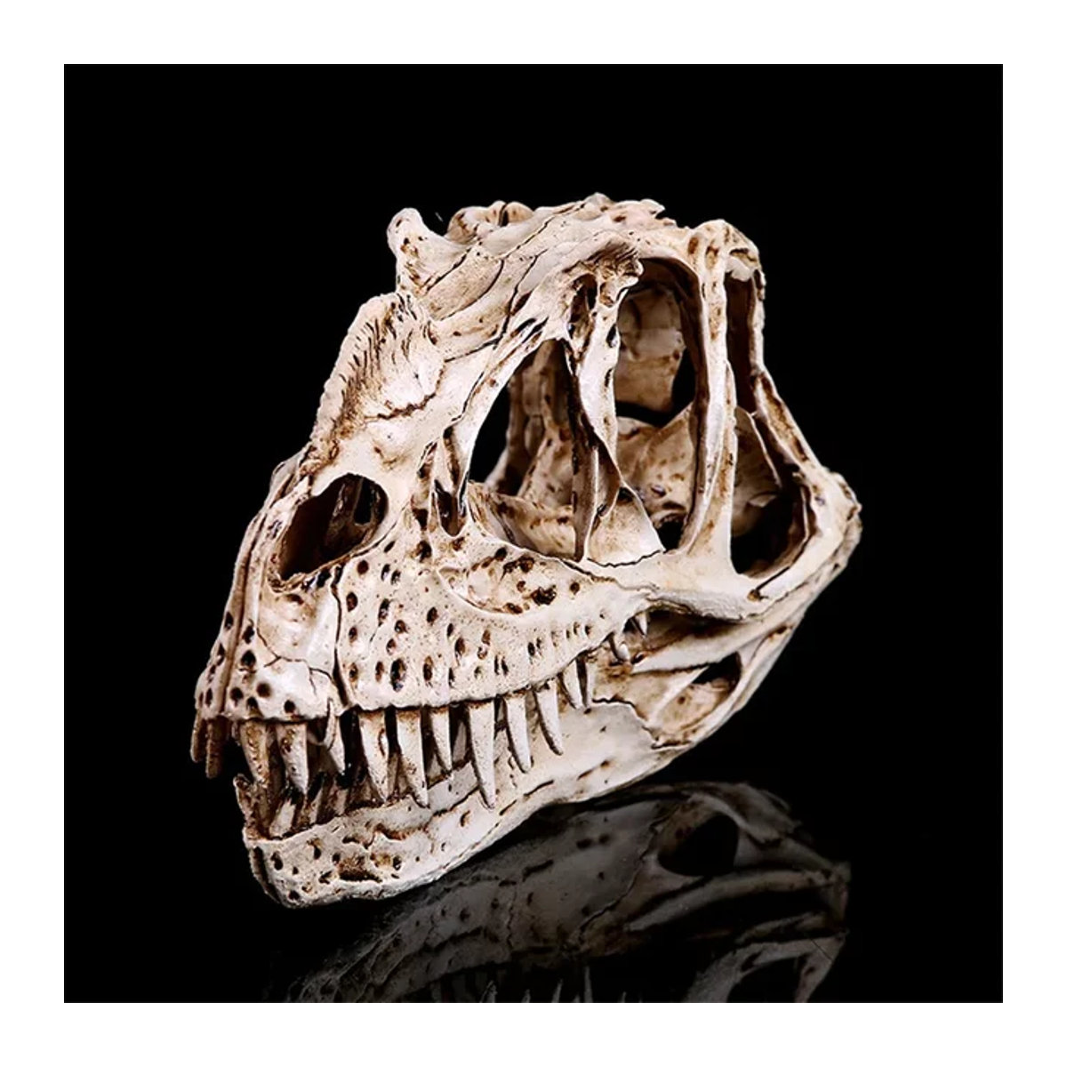 MINIDEAL Ceratosaurus Dinosaurier Schädel Skulptur aus Kunstharz in Beige - Bild 1