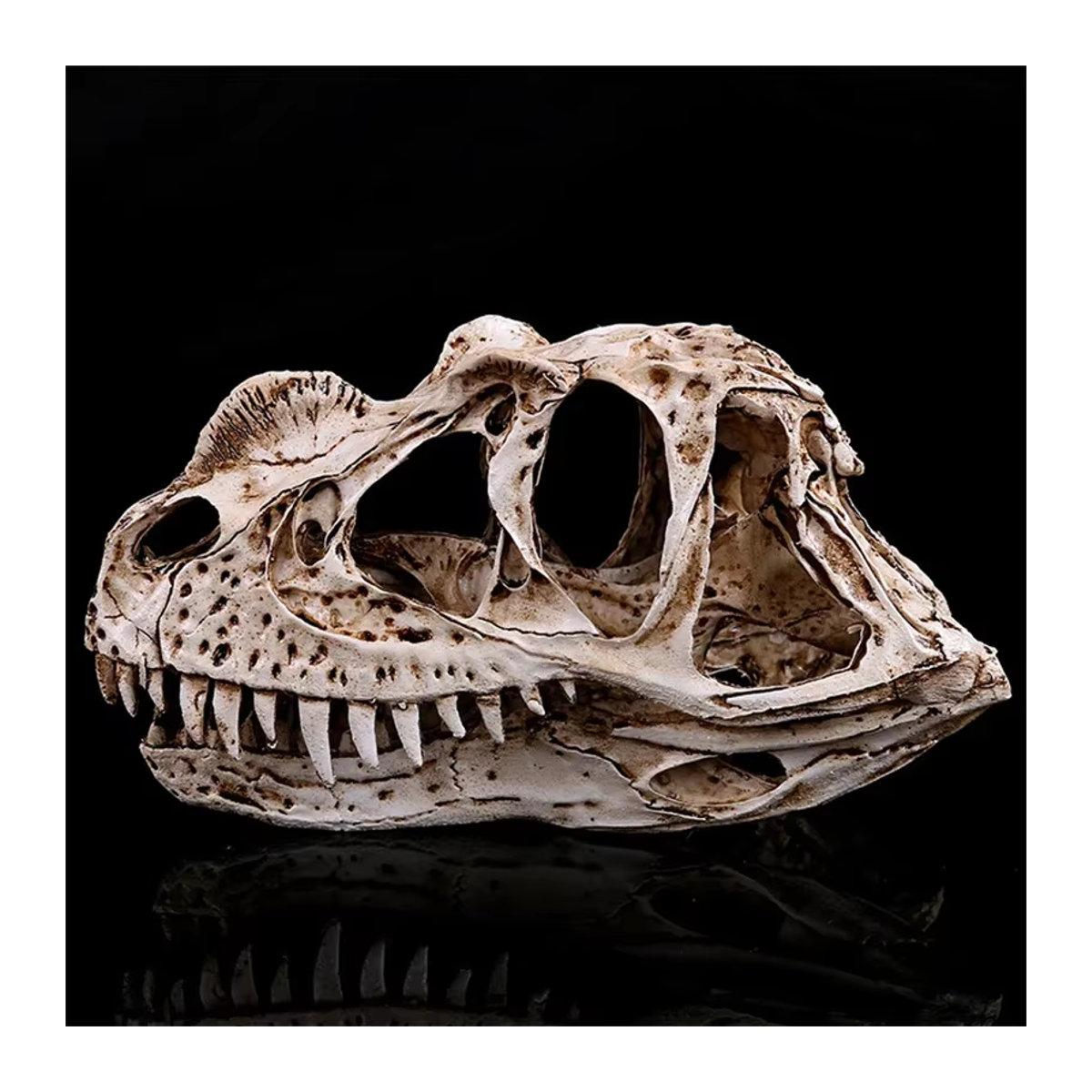 MINIDEAL Ceratosaurus Dinosaurier Schädel Skulptur aus Kunstharz in Beige - Bild 2