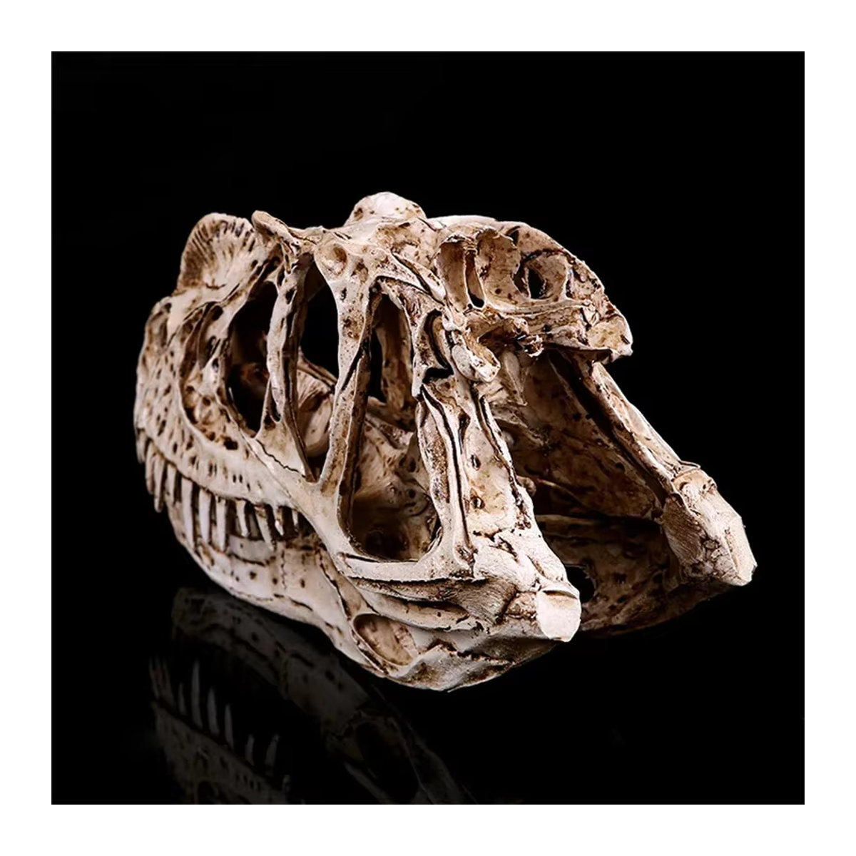 MINIDEAL Ceratosaurus Dinosaurier Schädel Skulptur aus Kunstharz in Beige - Bild 3