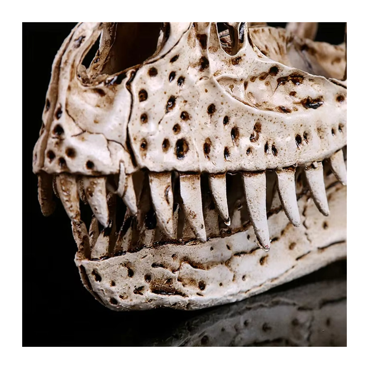 MINIDEAL Ceratosaurus Dinosaurier Schädel Skulptur aus Kunstharz in Beige - Bild 4