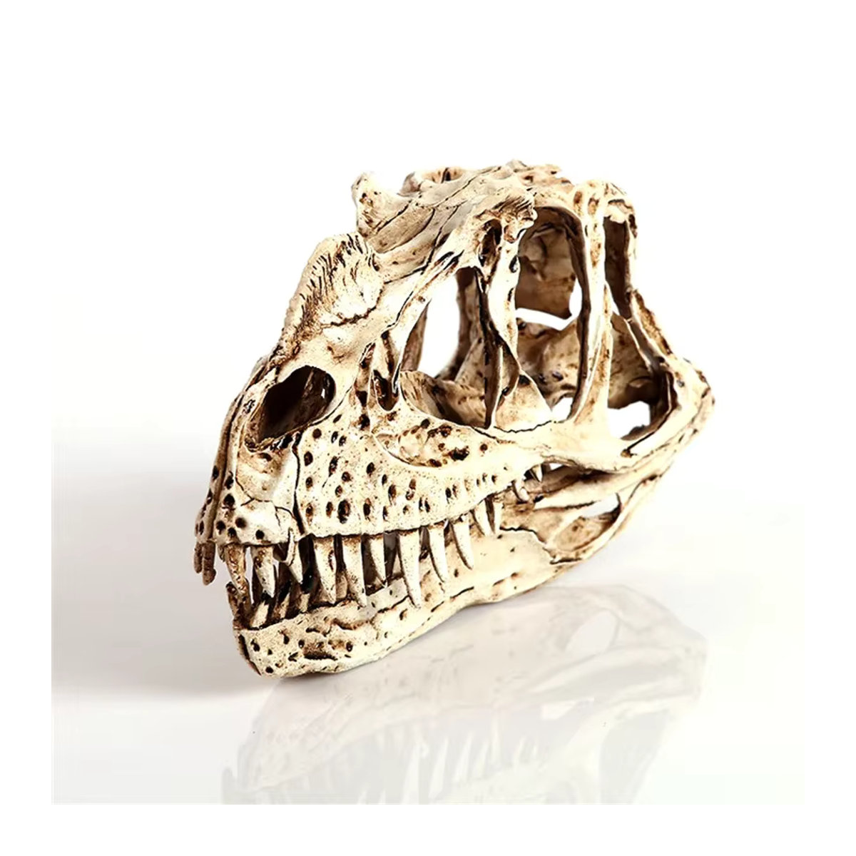MINIDEAL Ceratosaurus Dinosaurier Schädel Skulptur aus Kunstharz in Beige - Bild 5