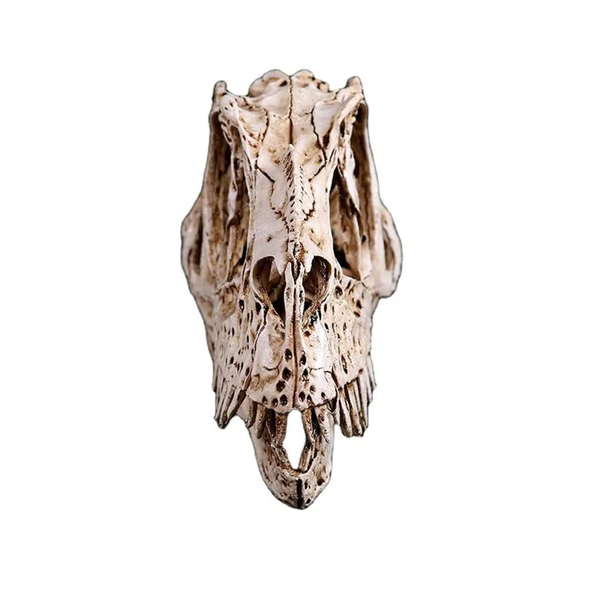 MINIDEAL Ceratosaurus Dinosaurier Schädel Skulptur aus Kunstharz in Beige - Bild 6