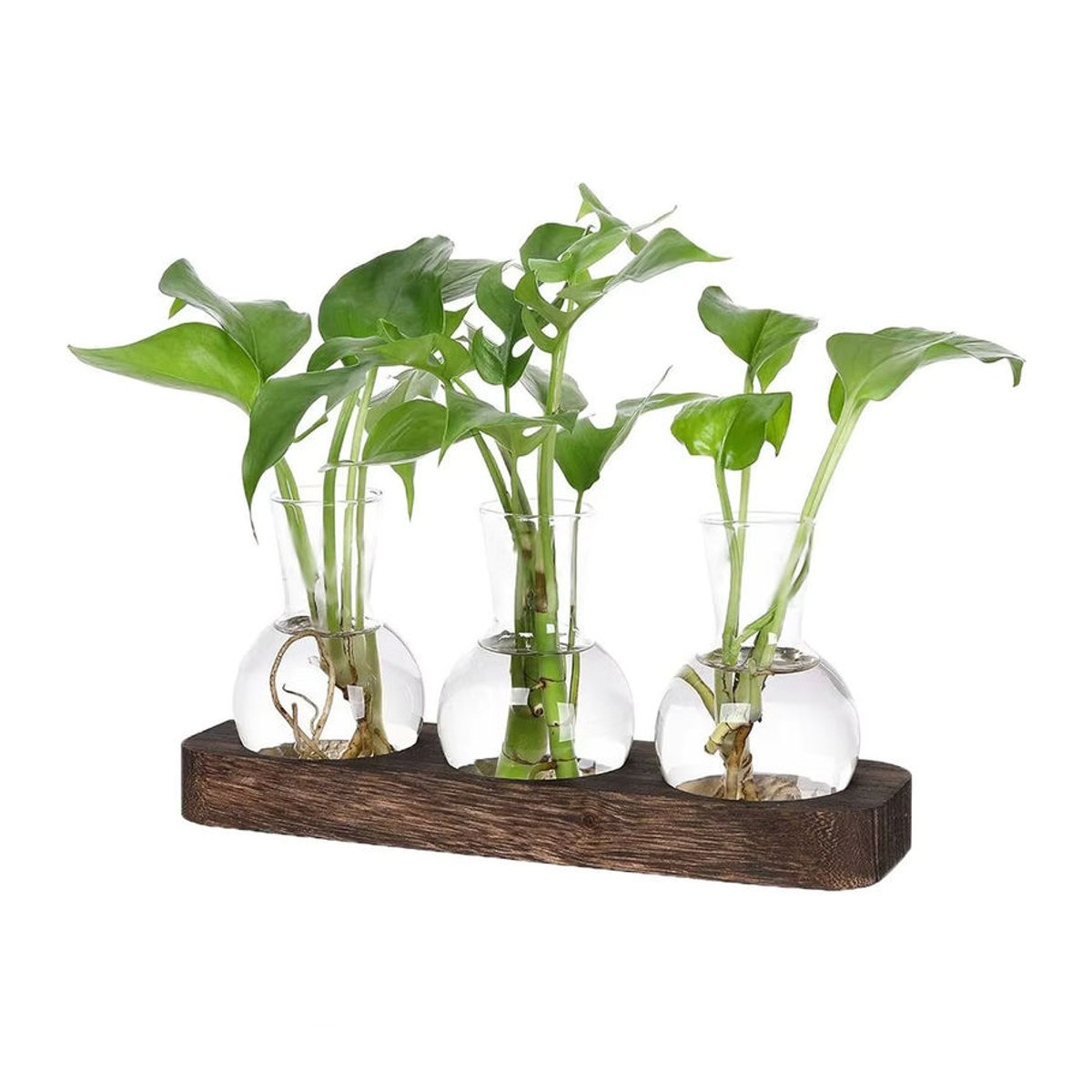Moderne Pflanzenterrarium-Vermehrungsstation aus Glas und Holz mit flaschenförmigen Vasen in Transparent und Braun - Bild 2