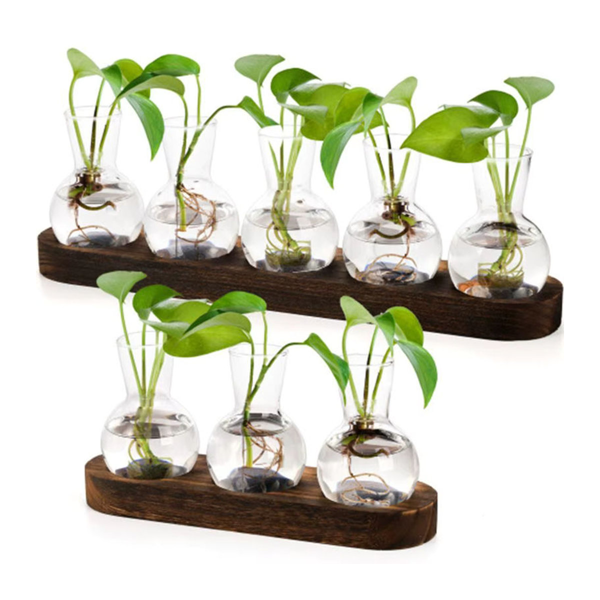 Moderne Pflanzenterrarium-Vermehrungsstation aus Glas und Holz mit flaschenförmigen Vasen in Transparent und Braun - Bild 4