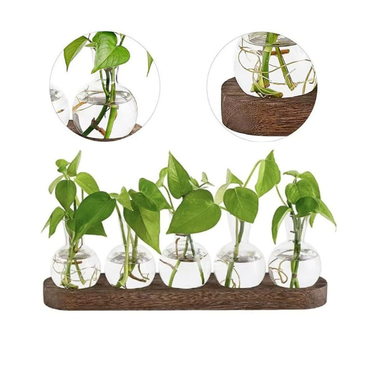 Moderne Pflanzenterrarium-Vermehrungsstation aus Glas und Holz mit flaschenförmigen Vasen in Transparent und Braun - Bild 5