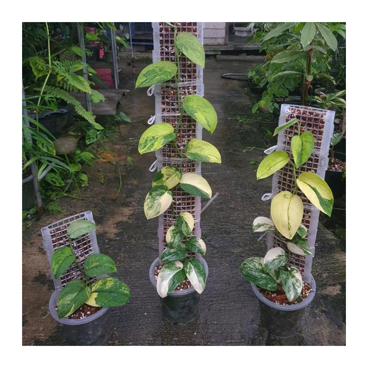 Monstera Kletterstützen Pflanzenkäfige für Zugpflanzen, Höhe: 30 cm, Breite: 12 cm - Bild 1