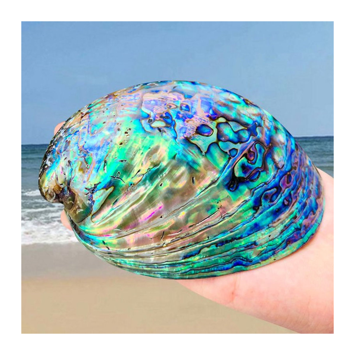 Natürliches Abalone Shell Salbei-Wischset mit Stativ-Ständer, mehrfarbig, 11-13 cm - Bild 1