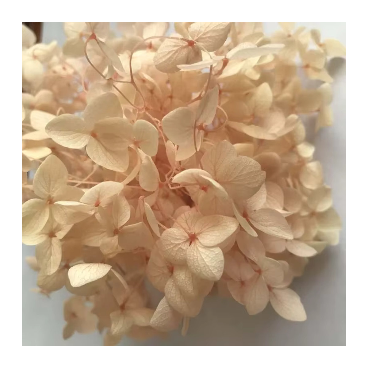 NYAConfetti Getrocknete Hortensienblüten in Creme für Hochzeitsdekoration und DIY-Projekte, 20g - Bild 2