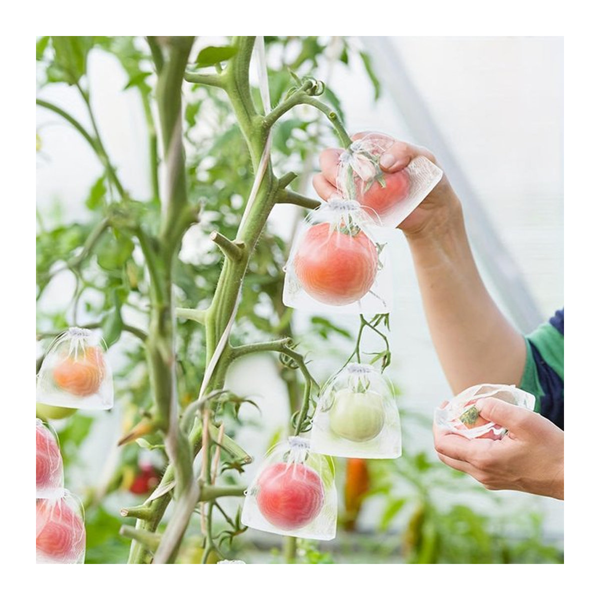 Obstschutzbeutel für Trauben, Gemüse und Erdbeeren als Anti-Vogel Netzbeutel für den Garten (50 oder 100 Stück) - Bild 1