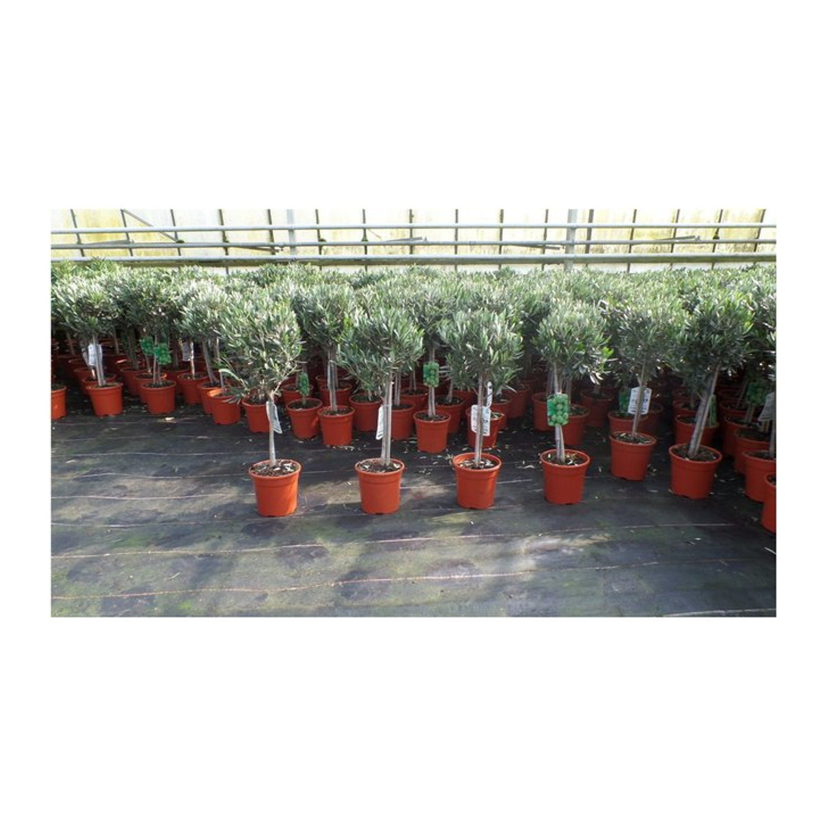 Olivenbaum Stamm Olea Europaea in Grün, Höhe: 80 - 100 cm - Bild 1