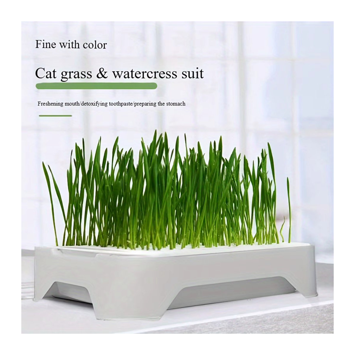 Pflanzbecken für Katzen mit Hydrokultur zur Anzucht von Gras und Weizen für den Gartenbau - Bild 4