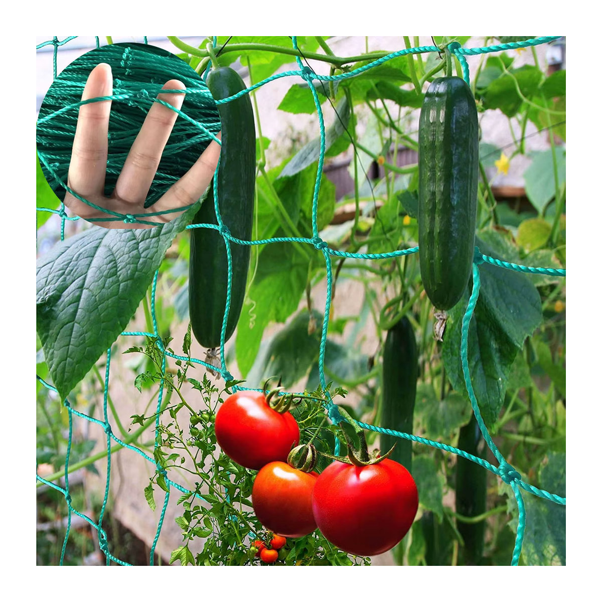 Pflanzenkletternetz als Gartennetz und Spaliernetz zur Unterstützung von Blumen, Trauben und Früchten - Bild 6