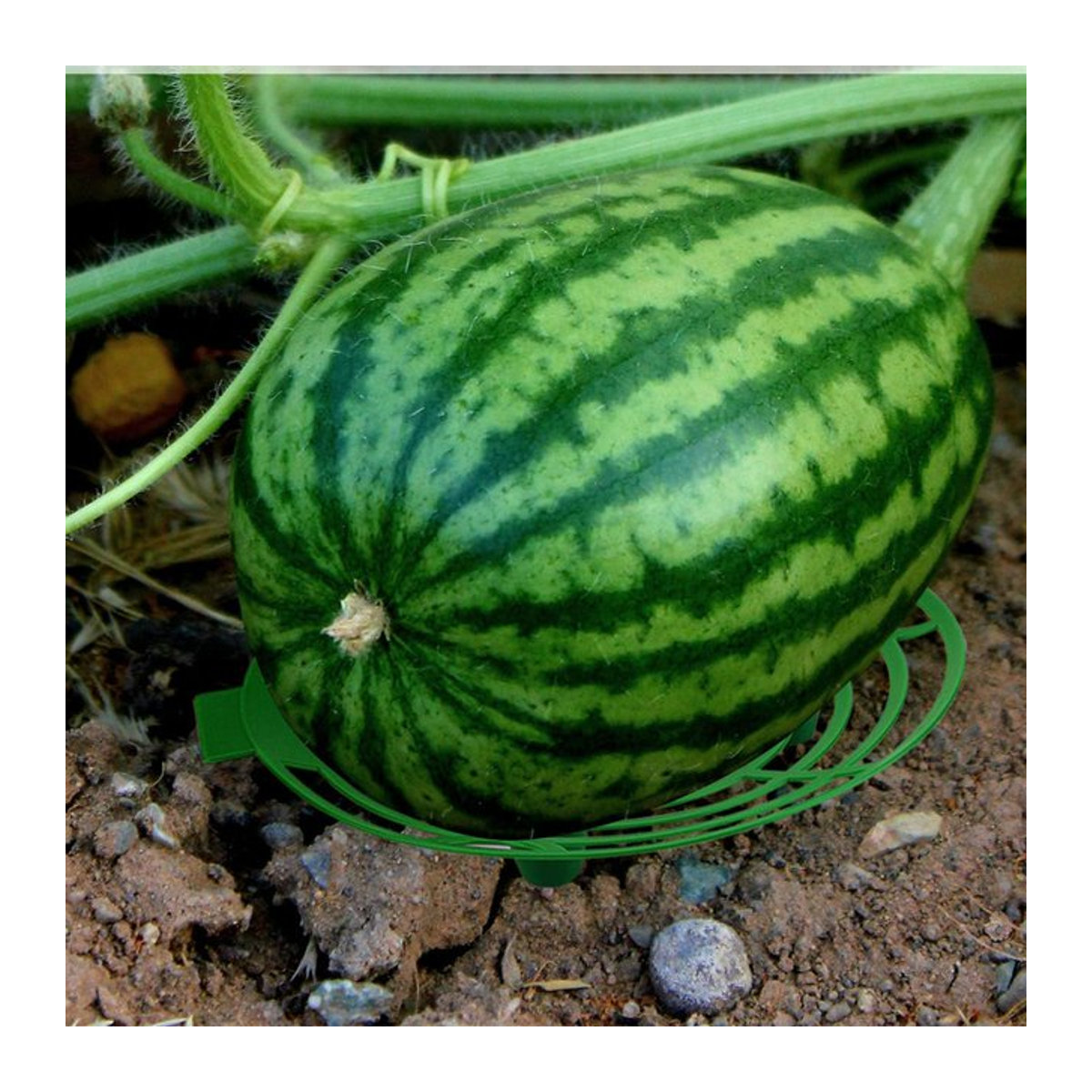Pflanzenständer für Wassermelonen zur Unterstützung im Gewächshaus und Garten - Bild 1