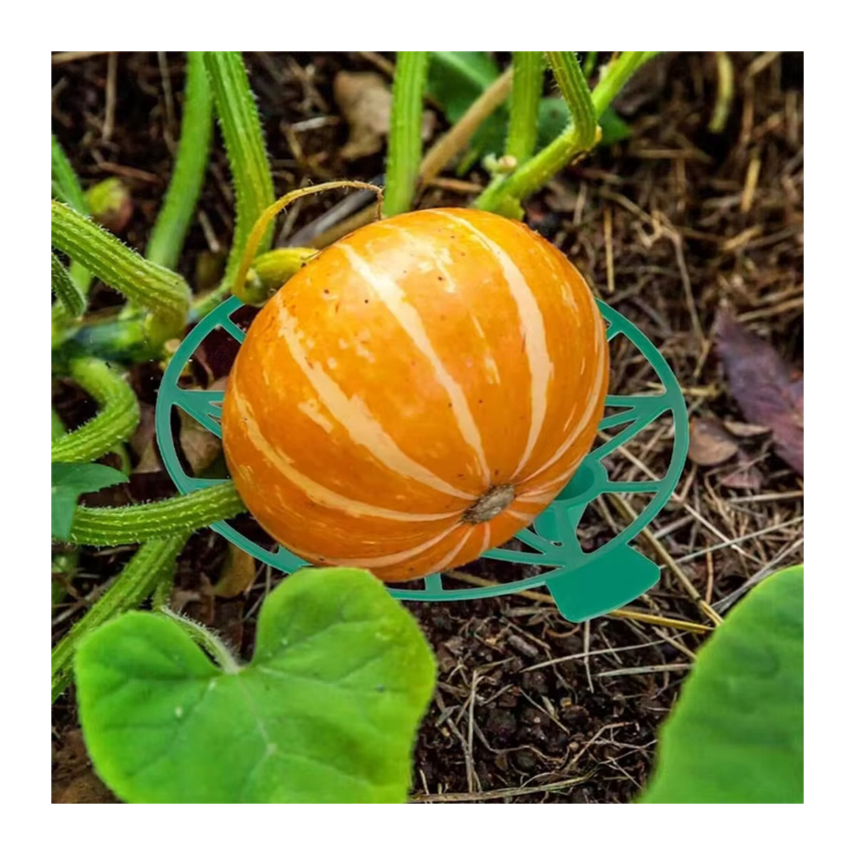 Pflanzenständer für Wassermelonen zur Unterstützung im Gewächshaus und Garten - Bild 2