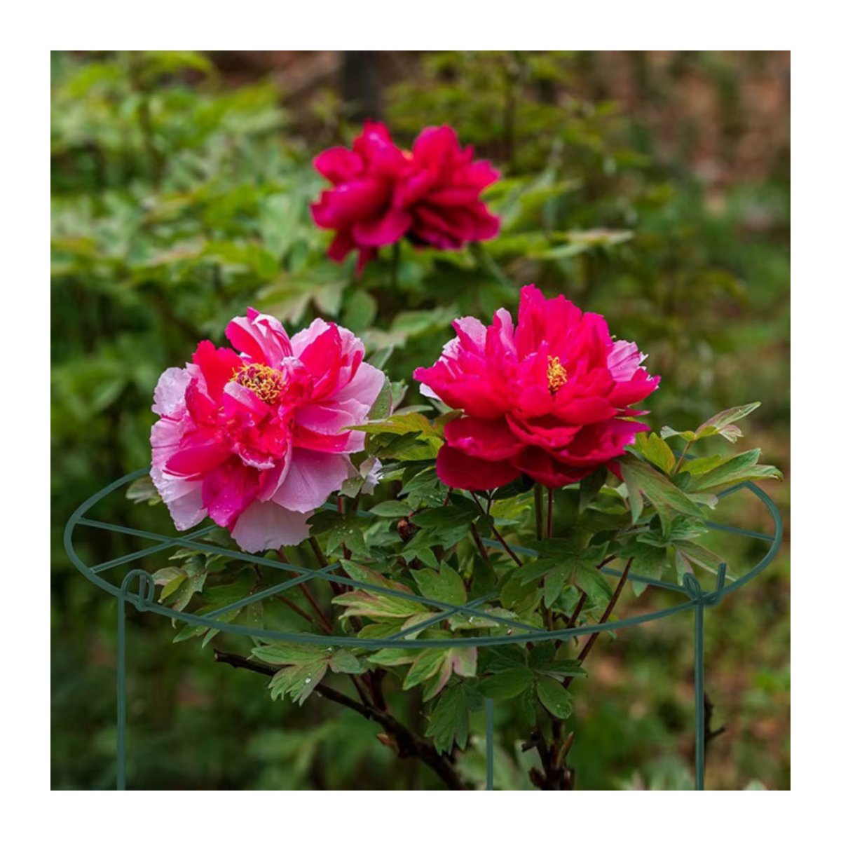 Pflanzenstütze aus Eisen als Rahmen für Blumenarrangements und Blumentöpfe im Garten oder Innenhof - Bild 4