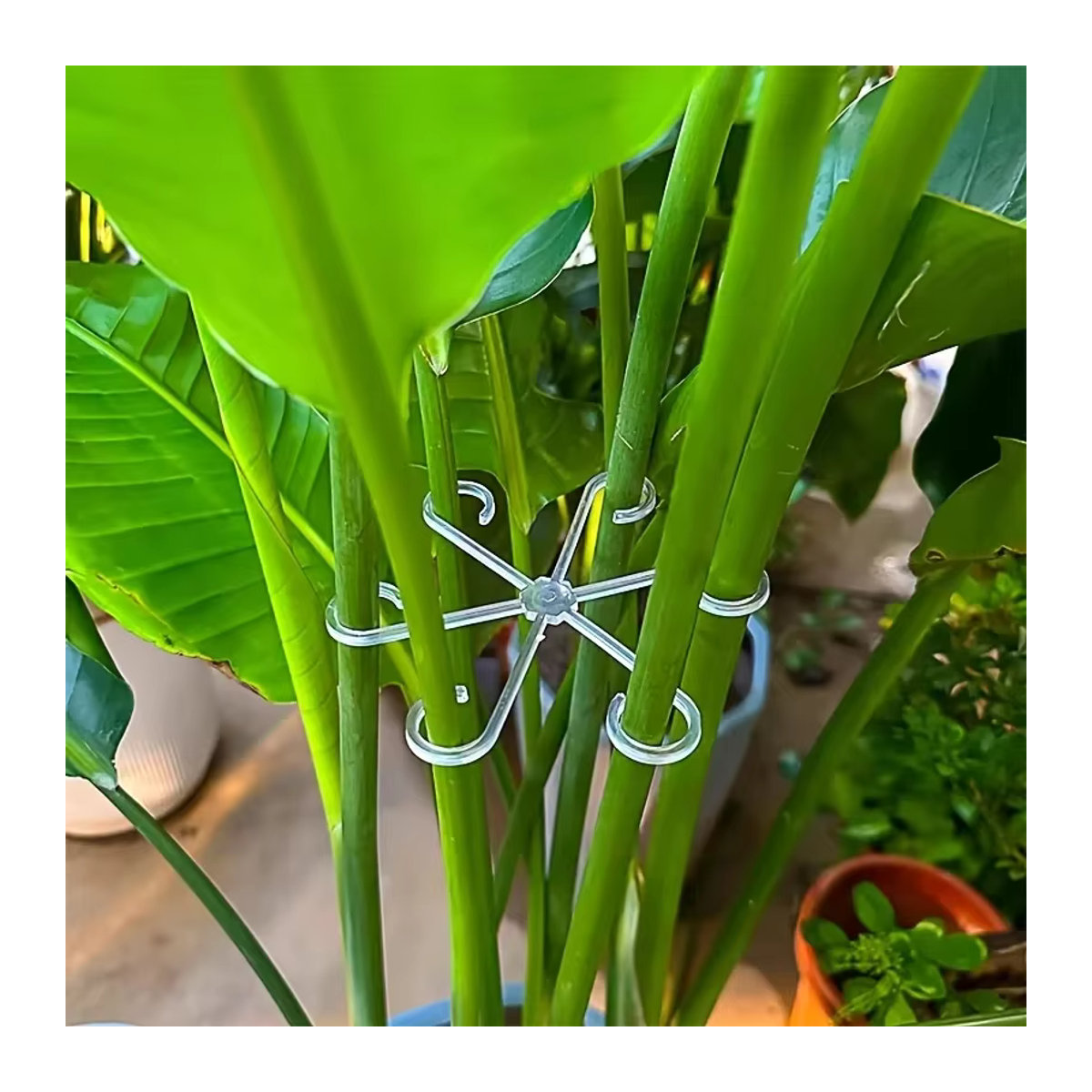 Pflanzensupport aus Kunststoff für Zimmerpflanzen und Gartenpflanzen zur Unterstützung von Stielen und Kletterpflanzen - Bild 2
