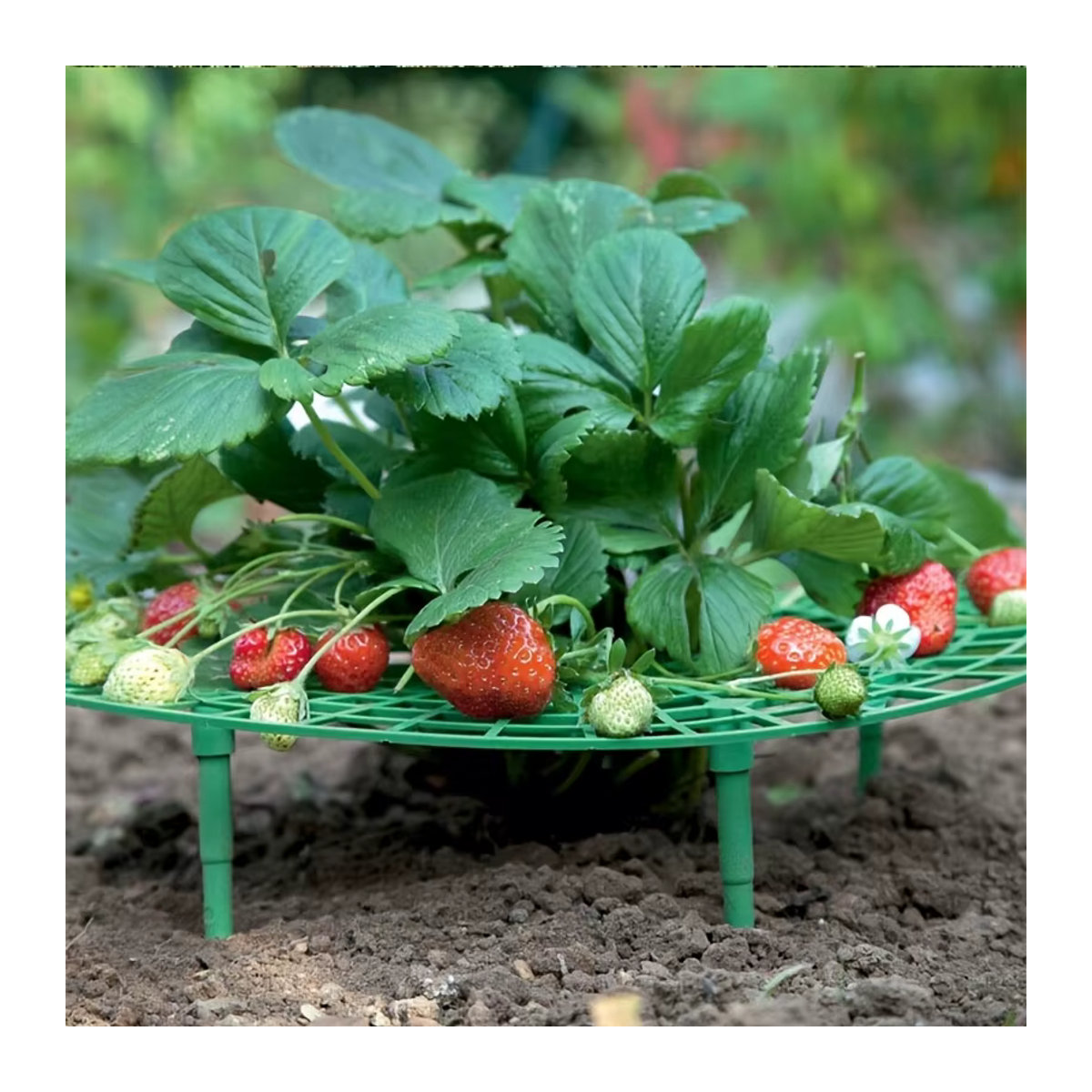 Pflanzregal für Erdbeeren und kleine Pflanzen mit 3 stabilen Ständern, Grün, Kunststoff - Bild 3