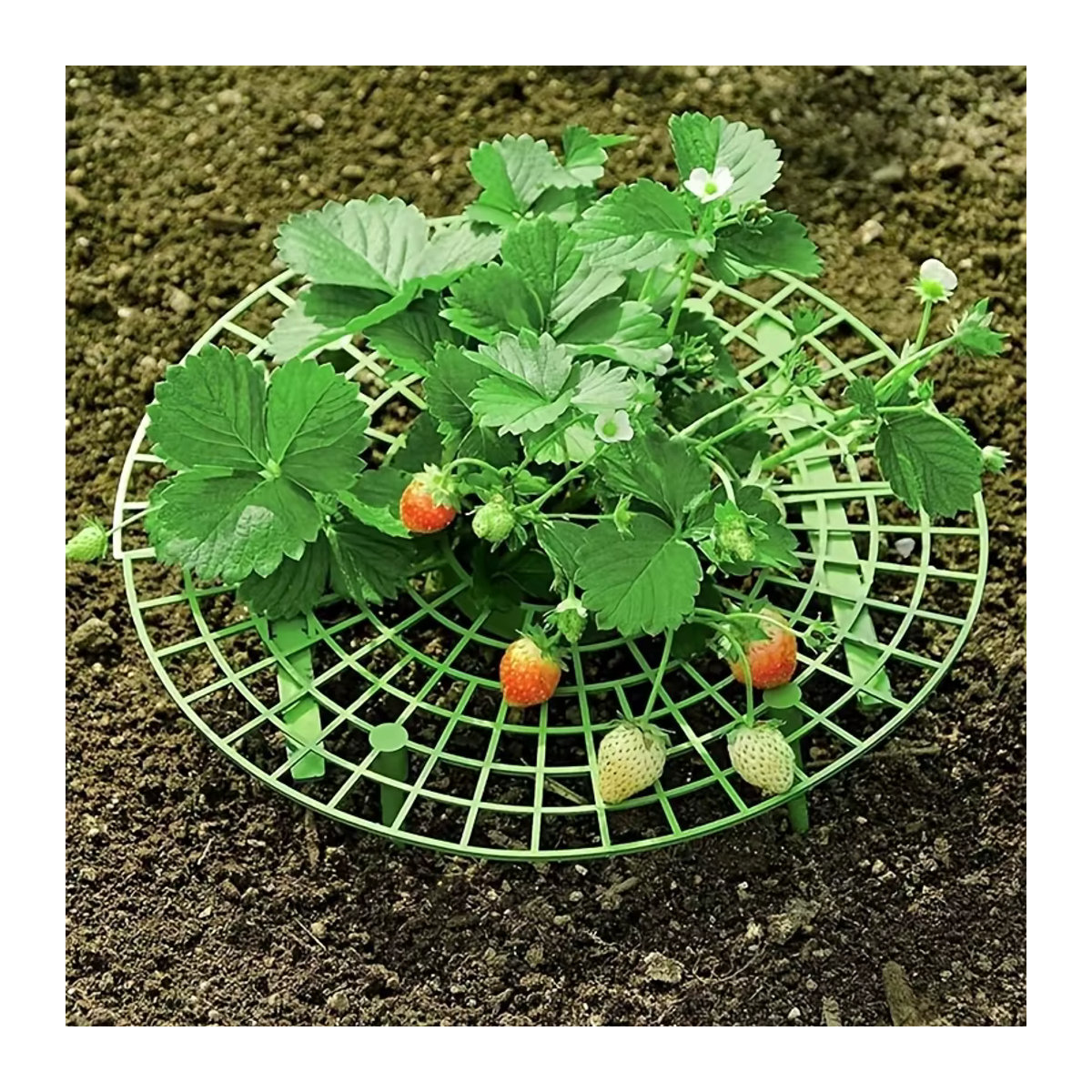 Pflanzregal für Erdbeeren und kleine Pflanzen mit 3 stabilen Ständern, Grün, Kunststoff - Bild 6