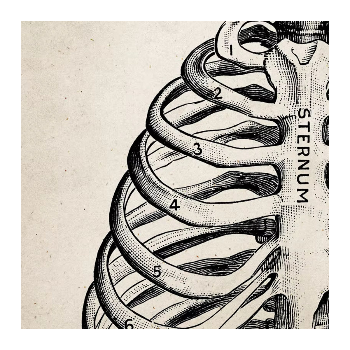 Potdemiel Vintage Anatomie Leinwandbild für Erwachsene in Beige, Wanddekoration im Hochformat - Bild 1