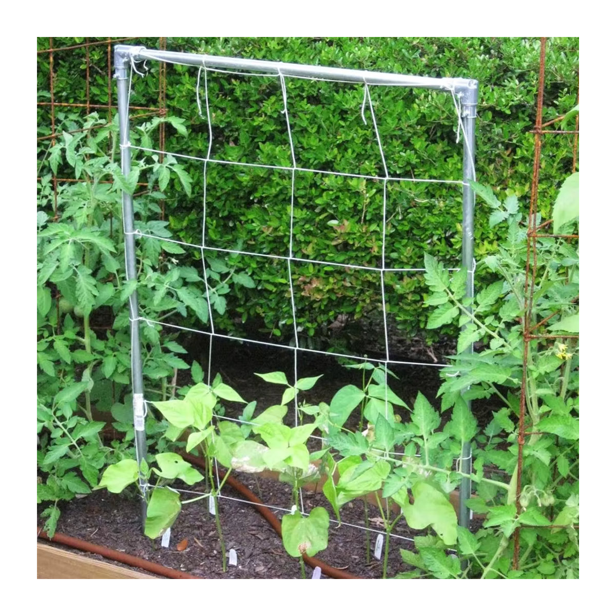 Quadratisches Gartennetz als Klettergitter für Pflanzen, Obst, Gemüse und Reben im Außenbereich - Bild 3