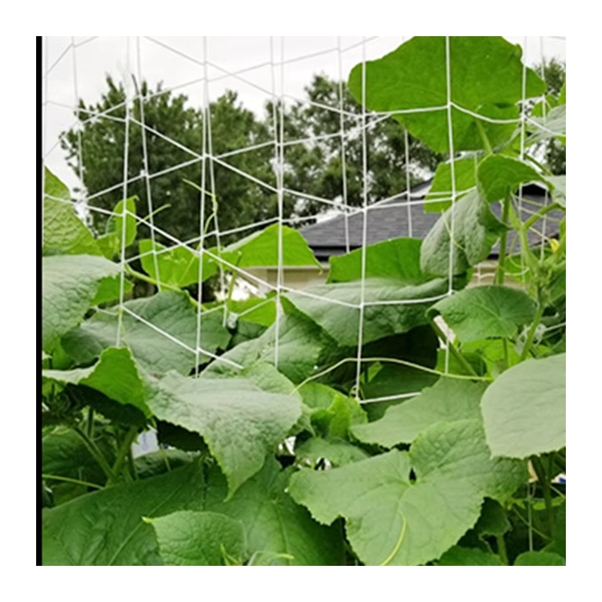 Quadratisches Gartennetz als Klettergitter für Pflanzen, Obst, Gemüse und Reben im Außenbereich - Bild 4