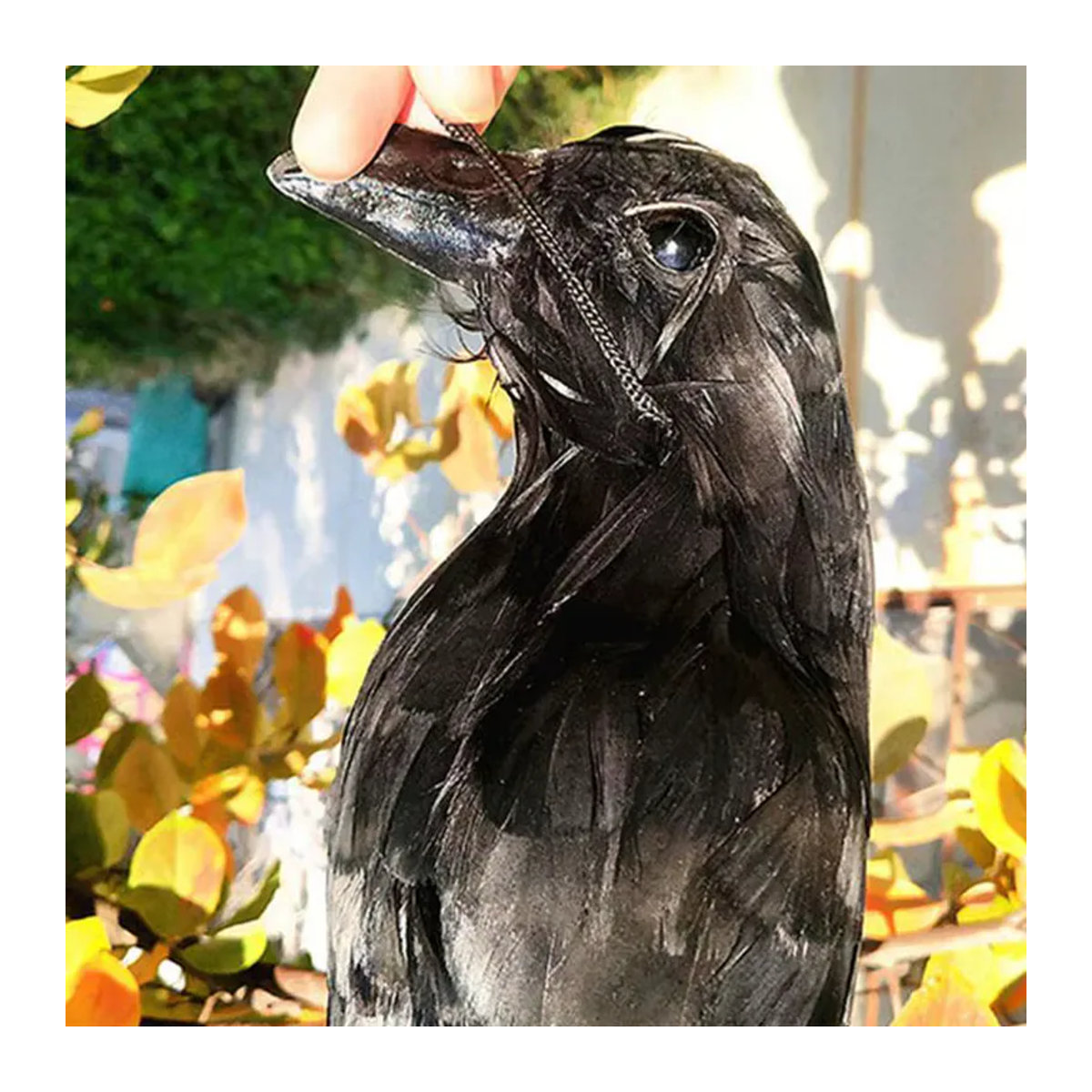 Realistische Simulation Krähe als hängendes Tier-Ornament in Schwarz für Garten und Halloween-Dekoration - Bild 3