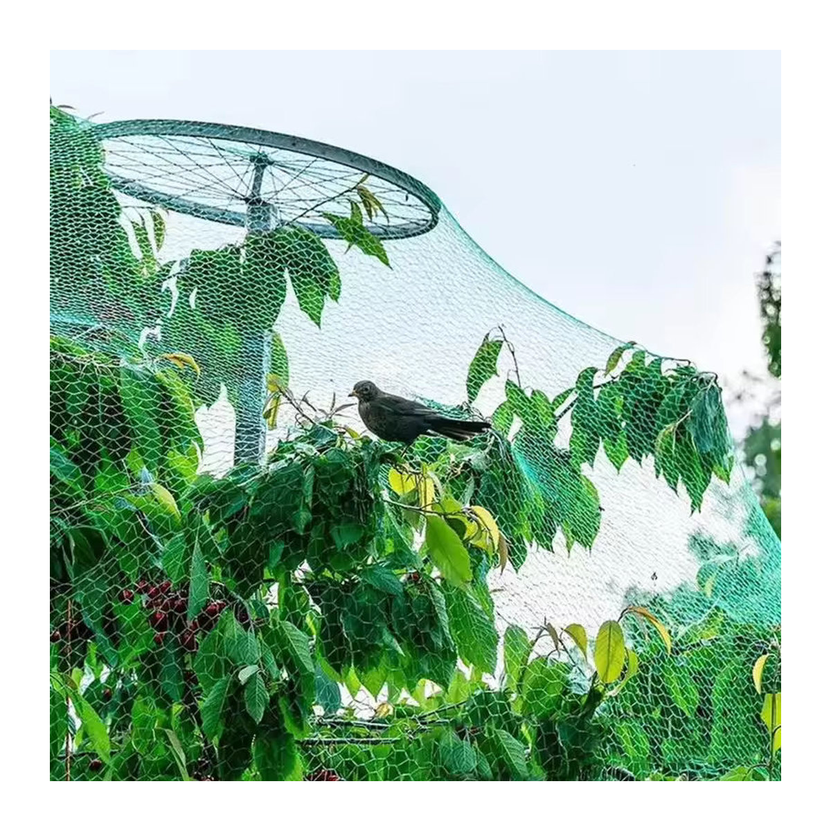 Robustes Anti-Vogel-Netz als schweres Schutznetz für Garten, Zaun und Kulturen zum Schutz vor Vögeln, Hirschen, Katzen, Hunden und Hühnern - Bild 4
