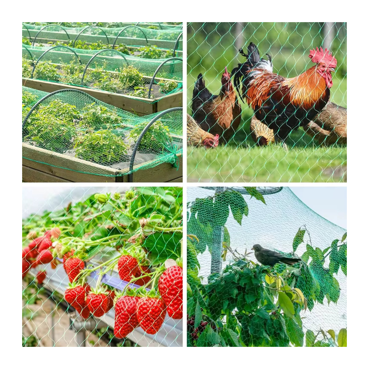 Robustes Anti-Vogel-Netz zur UV-beständigen Gartenpflege für Obstbäume und Gewächshäuser in 5 m oder 10 m Länge - Bild 4