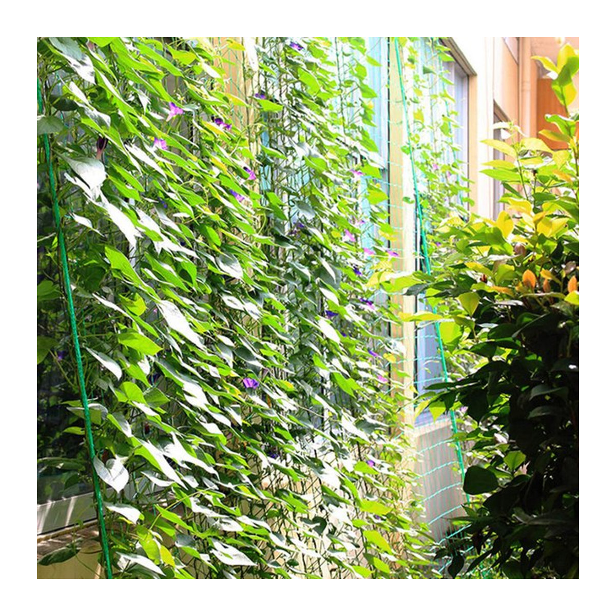 Robustes Kletternetz aus Polyester für Gartenpflanzen und Gemüse als Gartenspaliernetz mit quadratischem Netzmuster - Bild 1