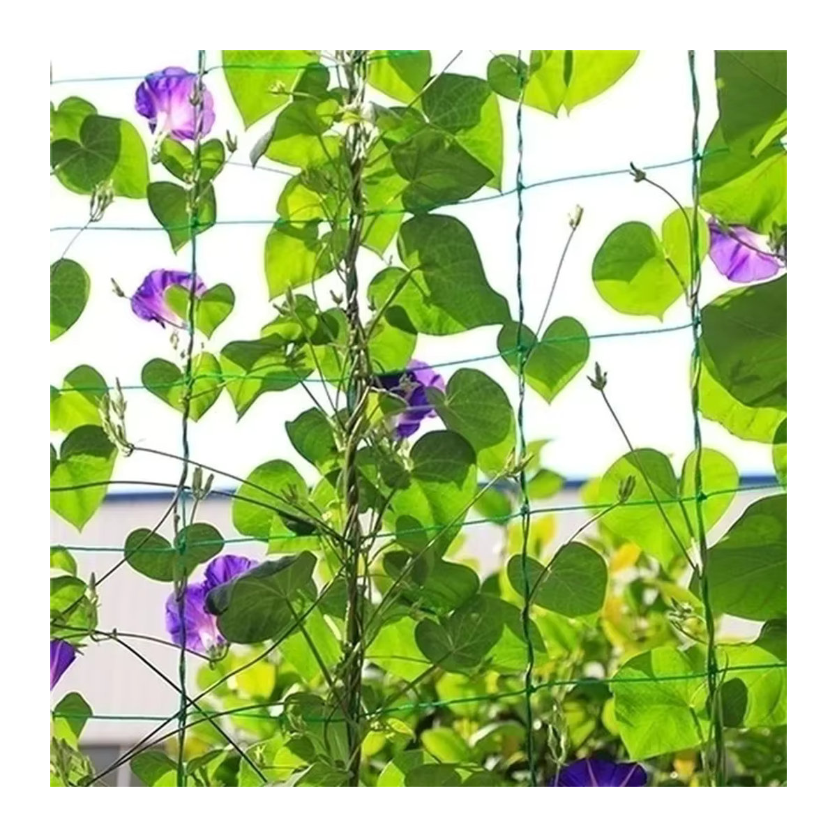 Robustes Kletternetz aus Polyester für Gartenpflanzen und Gemüse als Gartenspaliernetz mit quadratischem Netzmuster - Bild 3