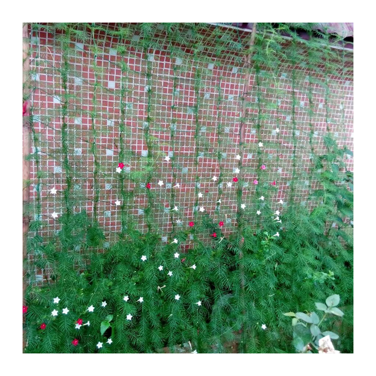Robustes Kletternetz aus Polyester für Gartenpflanzen und Gemüse als Gartenspaliernetz mit quadratischem Netzmuster - Bild 4