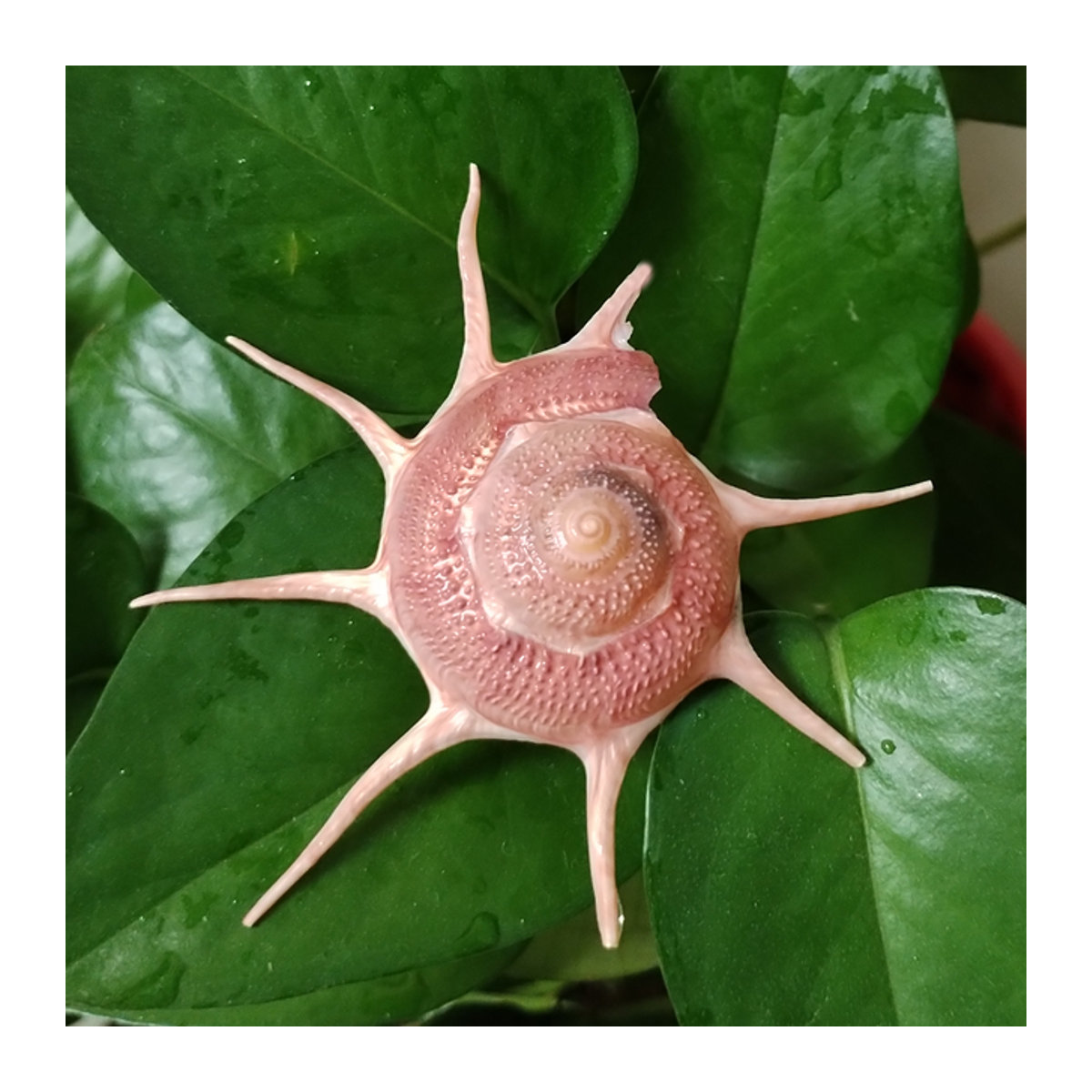 Rosa Stern-Muschel Guildfordia Yoka als Dekoration für Aquarium und Foto-Requisiten, Durchmesser: 6,5 cm - Bild 1