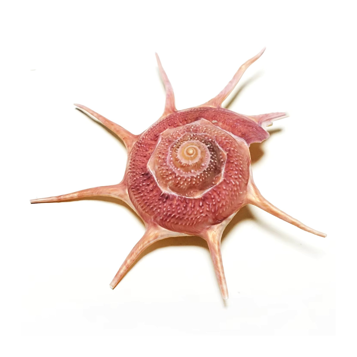 Rosa Stern-Muschel Guildfordia Yoka als Dekoration für Aquarium und Foto-Requisiten, Durchmesser: 6,5 cm - Bild 2