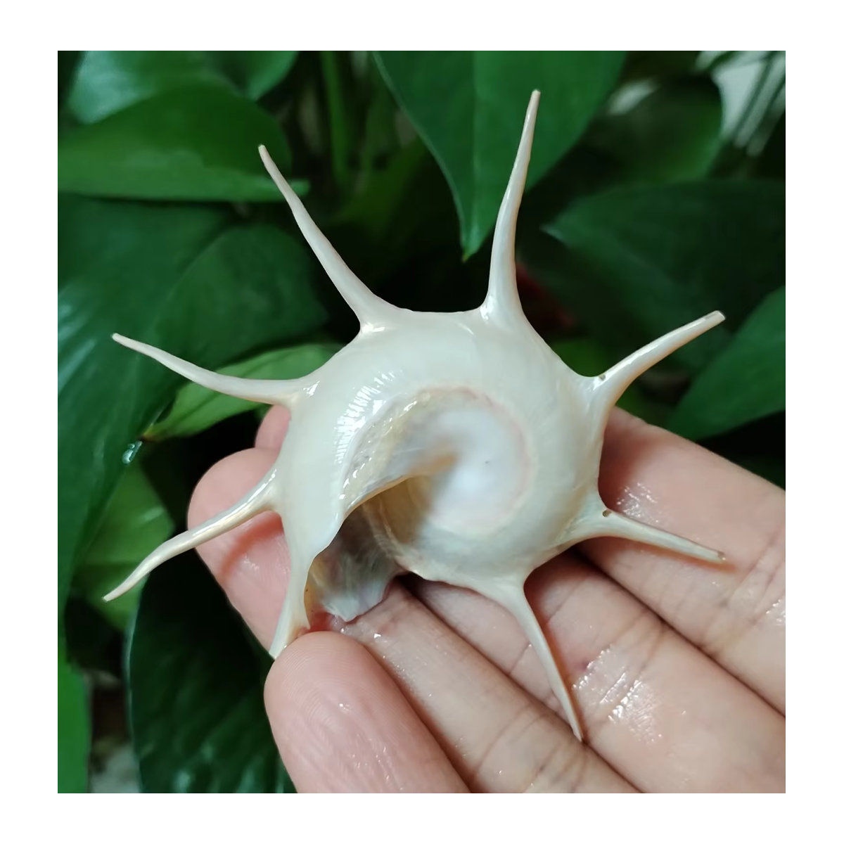 Rosa Stern-Muschel Guildfordia Yoka als Dekoration für Aquarium und Foto-Requisiten, Durchmesser: 6,5 cm - Bild 5